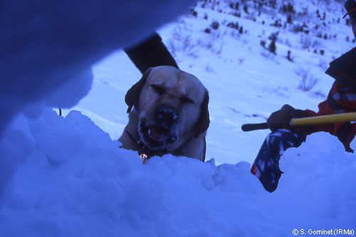 Entrainement de maîtres chiens d'avalanches (formation ANENA)
