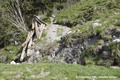 Glissement de terrain du Bersend - chemin recouvert par un bourrelet de terre