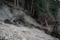 Réactivation du glissement de terrain du Châtelard - niche d'arrachement et arbres basculés