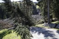 Partie aval du glissement de terrain parti de la commune de Samoëns (Esserafond)