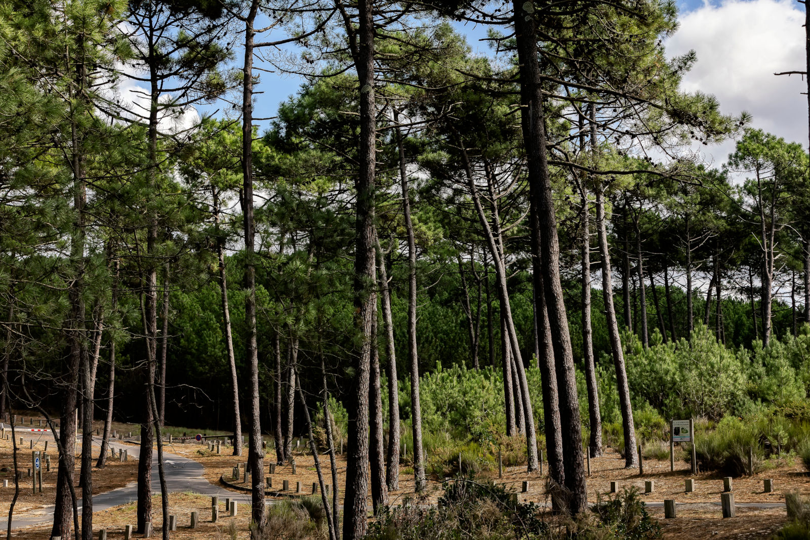 Bassin d'Arcachon : du bois de chauffage à disposition des usagers à La  Teste-de-Buch