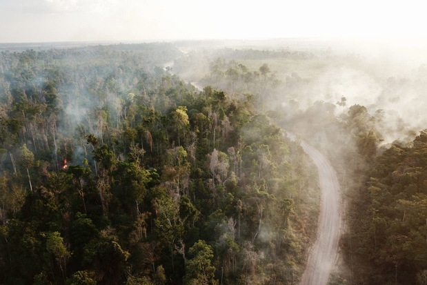 Feux actifs dans forêts peu dégradées. Paragominas (Para, Brésil) - © Clément Bourgoin