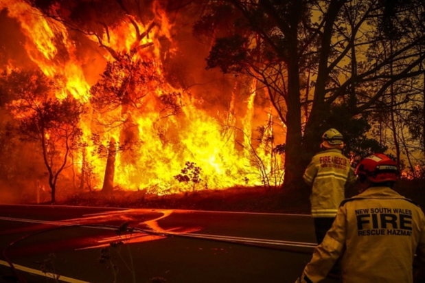 Forts deucalyptus en proie aux flammes  FS Victoria et NSW        