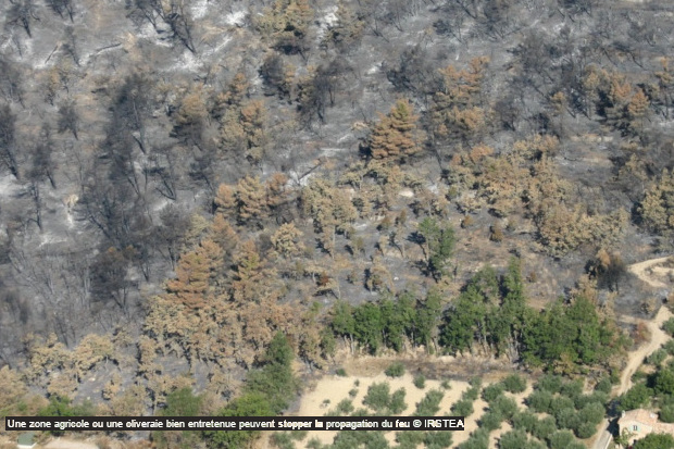 Une zone agricole ou une oliveraie bien entretenue peut stopper la propagation du feu  Irstea