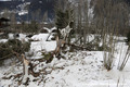 Avalanche du Bourgeat du 09/01/2018