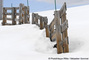 Barrires  neige dans la combe du Replat