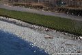 Travaux sur la digue rive droite de la Romanche en aval du pont de la RD 1085