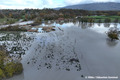 Crue de l'Arve  Reignier-Esery le 15 novembre 2023 - secteur de Pont-Neuf