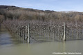 Crue du Rhne  Sablons le 24 janvier 2018 le long de la route du Page