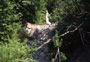 Seuil en amont du glissement de terrain dans le torrent de Corbonne