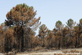 Forêt de la Teste-de-Buch après l'incendie du 12 au 23 juillet 2022