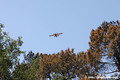 Incendie de la Teste-de-Buch - canadair