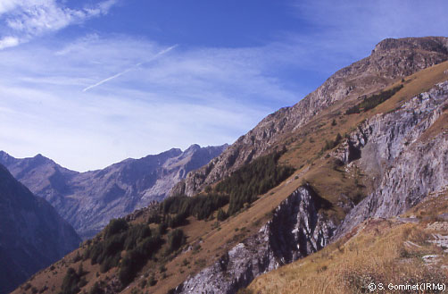 Reboisement paravalanche dans la combe des Aigunions