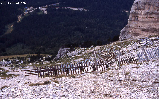 Rteliers paravalanche sous le sommet de Chamechaude