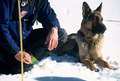 Entrainement de matres chiens d'avalanches (formation ANENA)