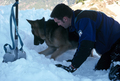 Entrainement de matres chiens d'avalanches (formation ANENA)