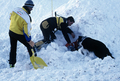 Entrainement de matres chiens d'avalanches (formation ANENA)