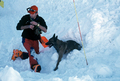 Entrainement de matres chiens d'avalanches (formation ANENA)