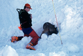 Entrainement de matres chiens d'avalanches (formation ANENA)