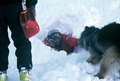 Entrainement de matres chiens d'avalanches (formation ANENA)