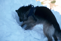 Entrainement de matres chiens d'avalanches (formation ANENA)