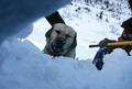 Entrainement de matres chiens d'avalanches (formation ANENA)