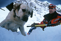 Entrainement de matres chiens d'avalanches (formation ANENA)