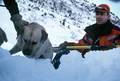 Entrainement de matres chiens d'avalanches (formation ANENA)