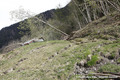 Glissement de terrain du Bersend - terrains fissurs et arbres basculs en rive gauche