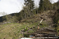 Glissement de terrain du Bersend - terrains fissurs et arbres basculs en rive gauche