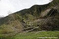 Glissement de terrain du Bersend - arbres basculs en rive gauche