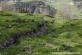 Glissement de terrain du Bersend - terrains fissurs