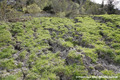 Glissement de terrain du Bersend - terrains fissurs en rive gauche