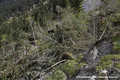 Glissement de terrain du Bersend - arbres basculés et forêt emportée vers l'aval