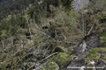 Glissement de terrain du Bersend - arbres basculs et fort emporte vers l'aval