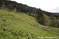 Glissement de terrain du Bersend - terrains fissurs