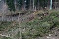 Ractivation du glissement de terrain du Chtelard - niche d'arrachement (zone de l'arbre bleu)