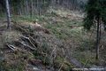 Ractivation du glissement de terrain du Chtelard - niche d'arrachement (zone de l'arbre bleu)