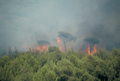 Feu de broussailles et de rsineux