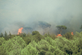 Feu de broussailles et de rsineux