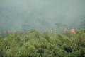 Feu de broussailles et de rsineux