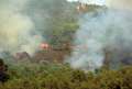 Feu de broussailles et de rsineux