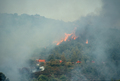 Feu de broussailles et de rsineux