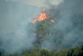 Feu de broussailles et de rsineux