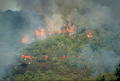 Feu de broussailles et de rsineux