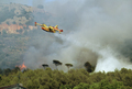 Feu de broussailles et de rsineux