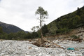 Un arbre rest debout au milieu du torrent du Boron...